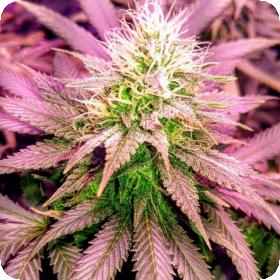Sex Wax Feminised Seeds Sex Wax Feminised Seeds