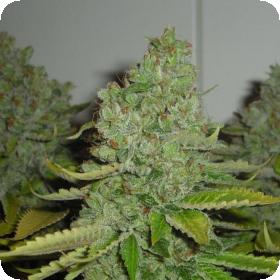 SFV OG Kush Regular Seeds