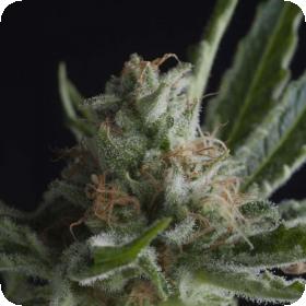 Shark Feminised Seeds Shark Feminised Seeds