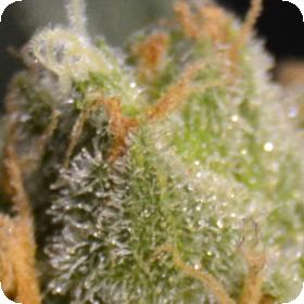 Shark Feminised Seeds