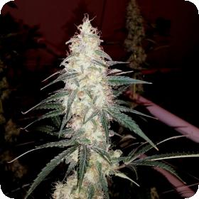 Sherbet Cookies Feminised Seeds