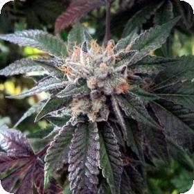 Shiatsu Kush Regular Seeds Shiatsu Kush Regular Seeds
