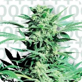 Sensi Skunk Feminised Seeds Sensi Skunk Feminised Seeds