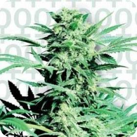 Shiva Skunk Feminised Seeds