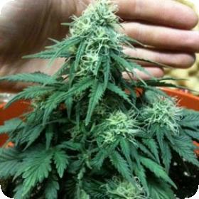 Auto Short Rider Feminised Seeds