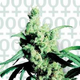 Silver Haze #9 Feminised Seeds