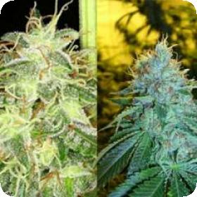 Silver Kush Feminised Seeds
