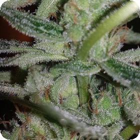 Silver Nevil Feminised Seeds