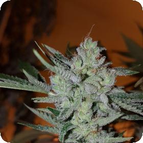 Silver Nevil Jones Feminised Seeds Silver Nevil Jones Feminised Seeds