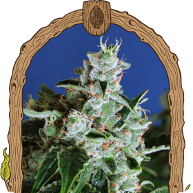 Sir Jack Auto Feminised Seeds Sir Jack Auto Feminised Seeds