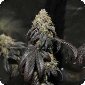 Skullcap Regular Seeds Skullcap Regular Seeds