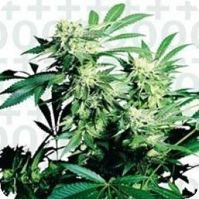 Skunk Kush Feminised Seeds