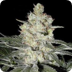 Original Skunk #1 Feminised Seeds Original Skunk #1 Feminised Seeds