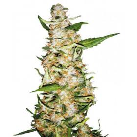 Skunk #1 AUTO Feminised Seeds Skunk #1 AUTO Feminised Seeds
