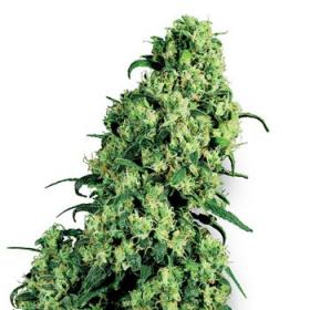Skunk #1 Feminised Seeds Skunk #1 Feminised Seeds