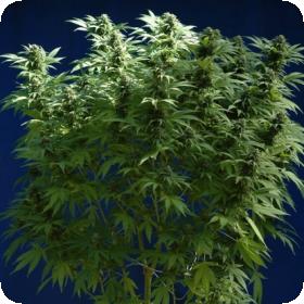 Skunk #1 Regular Seeds
