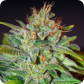 Skunk 47 Feminised Seeds