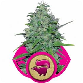 Skunk Xl Feminised Cannabis Seeds Royal Queen Cannabis Seeds 0