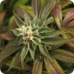 Skunkage Regular Seeds Skunkage Regular Seeds