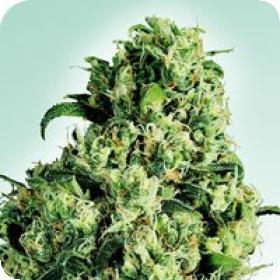 Skunk #1 Regular Seeds Skunk #1 Regular Seeds