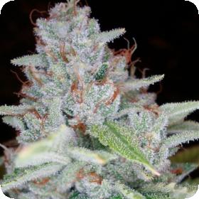 Skywalker Kush Feminised Cannabis Seeds Dna Genetics 0