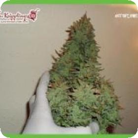 Smokin' Gun Auto Feminised Seeds Smokin' Gun Auto Feminised Seeds