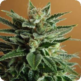 Snow White Feminised Seeds Snow White Feminised Seeds