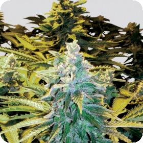 Snow White Regular Seeds