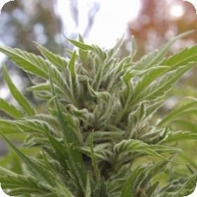 Snowfire Isis Kush Regular Seeds