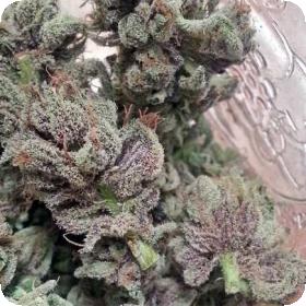 SoCal Master Kush Feminised Seeds SoCal Master Kush Feminised Seeds