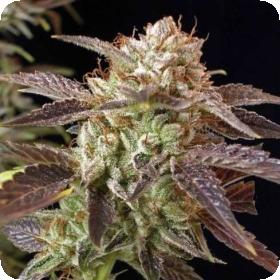 SoCal Master Kush Regular Seeds SoCal Master Kush Regular Seeds