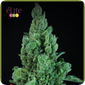 Solodiol CBD Auto Feminised Seeds Solodiol CBD Auto Feminised Seeds