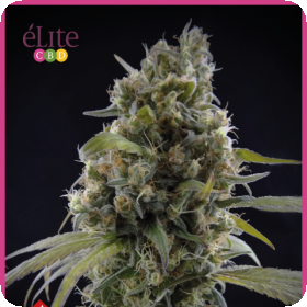 Solodiol Cbd Feminised Cannabis Seeds Elite Cannabis Seeds 0