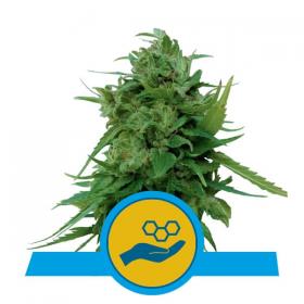 Solomatic CBD Auto Feminised Seeds Solomatic CBD Auto Feminised Seeds