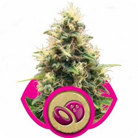 Somango XL Feminised Seeds Somango XL Feminised Seeds