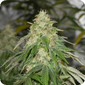 Some Sweet Feminised Seeds Some Sweet Feminised Seeds