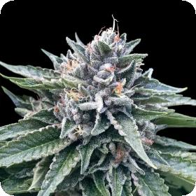 Sorbet #4 Feminised Seeds (Sorbet Collection) Sorbet #4 Feminised Seeds (Sorbet Collection)