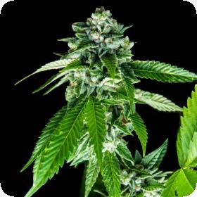 Sorbet Dreams Feminised Seeds (Sorbet Collection)