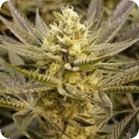 Sorbet Feminised Seeds Sorbet Feminised Seeds
