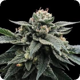 Sorbet Stash Feminised Seeds (Sorbet Collection) Sorbet Stash Feminised Seeds (Sorbet Collection)