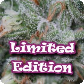 Soul Diesel Feminised Seeds Soul Diesel Feminised Seeds