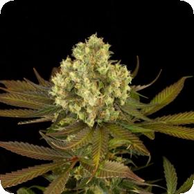 Sour Blueberry Regular Seeds Sour Blueberry Regular Seeds