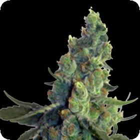 Sour Chelumbian Regular Seeds