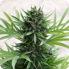 Sour Diesel AUTO Feminised Seeds Sour Diesel AUTO Feminised Seeds