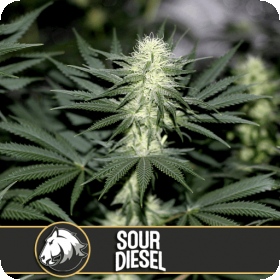 Sour Diesel Feminised Seeds Sour Diesel Feminised Seeds