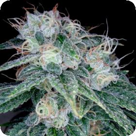 Sour Diesel Feminised Seeds Sour Diesel Feminised Seeds