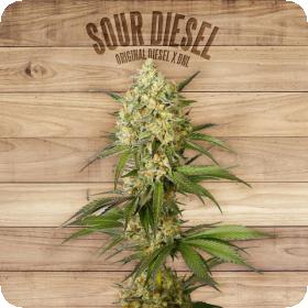 Sour Diesel Feminised Seeds Sour Diesel Feminised Seeds