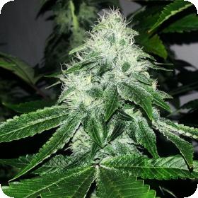Sour Diesel Regular Seeds