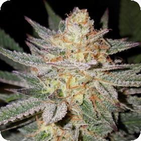 Sour Grape Regular Seeds