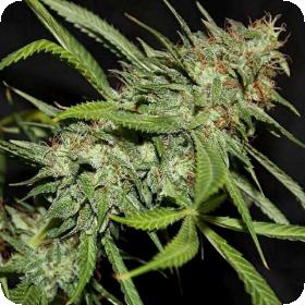Sour Hazy Jones Regular Seeds Sour Hazy Jones Regular Seeds